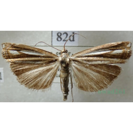 Crambus ericella (Hübner, 1813) Wachlarzyk plamiaczek Czech82d